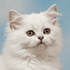 登録された猫