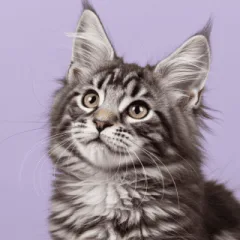 登録された猫