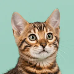 登録された猫