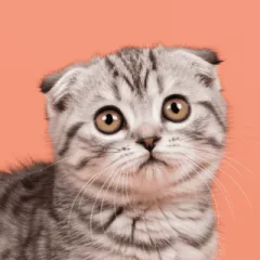 登録された猫